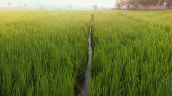 Farmers in the southern areas of India were facing a spread of panicle disease, which blackens and shrivels rice plants.