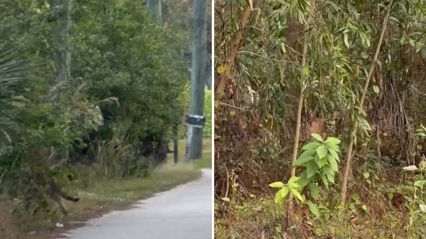 A video of a majestic Florida panther drew attention to the endangered species on social media.