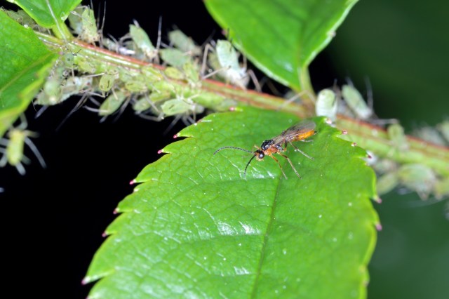 A study published in Ecology Letters looked at how rising temperatures affect parasitoids, small insects that lay their eggs inside other insects.
