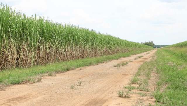 LSU AgCenter researchers identified the pasture mealybug in Vermilion and Iberia parishes toward the end of last year.