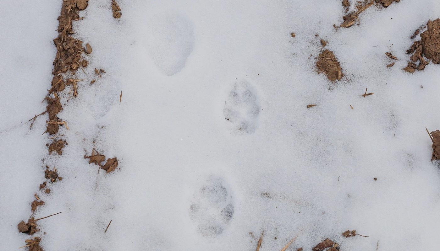 A trail camera confirmed the first sighting of a Sierra Nevada red fox in the Lake Tahoe Basin since the mid-1900s.