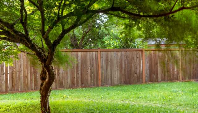 One TikTok user caught a rare glimpse of a pileated woodpecker, showcasing the impressive bird's stunning size and colors.