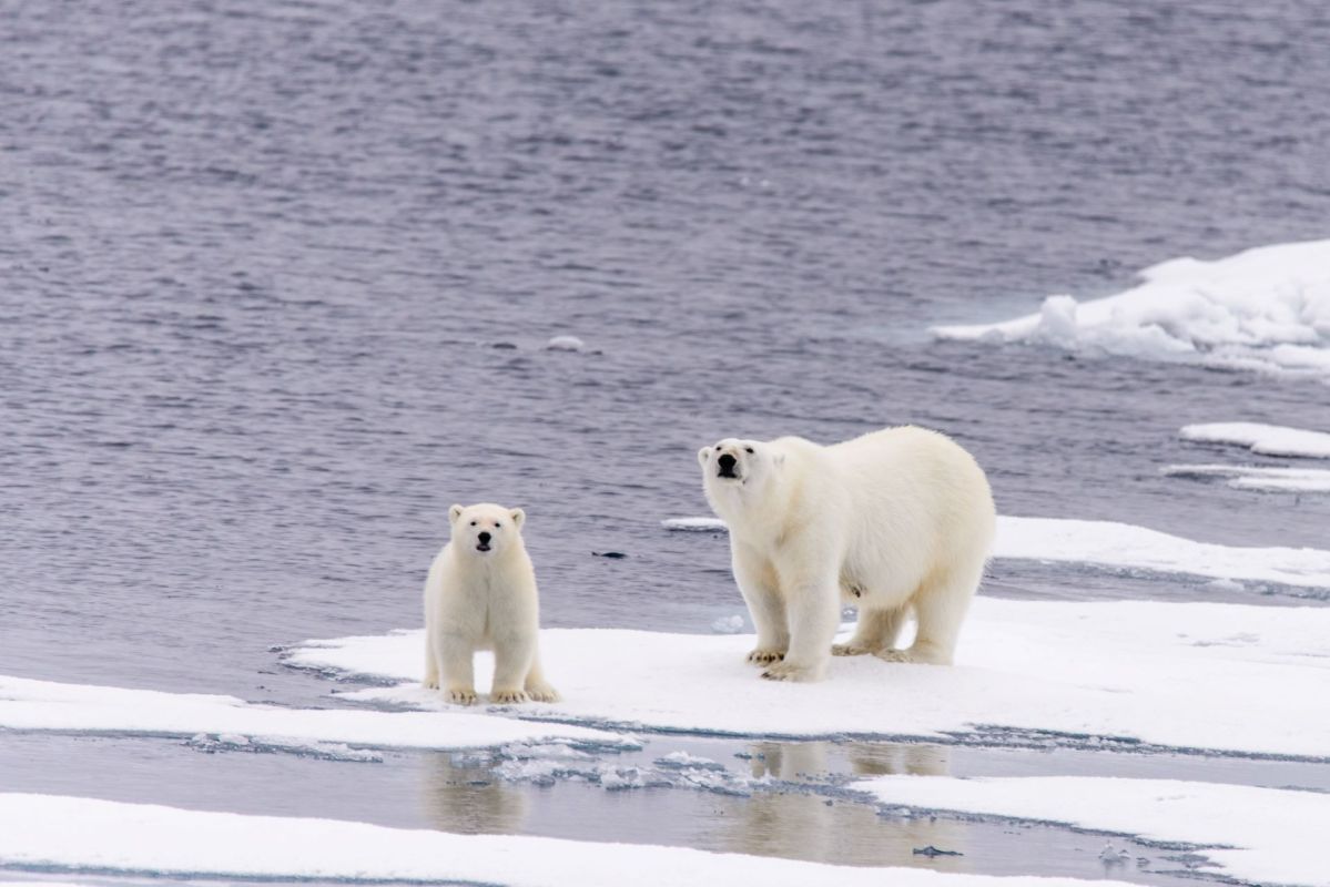 New research has revealed that one population of polar bears is actually getting healthier as their sea ice habitat disappears, which is actually bad news.