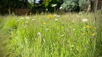 One Mississauga homeowner recently won his fight against the city to grow a pollinator-friendly yard.