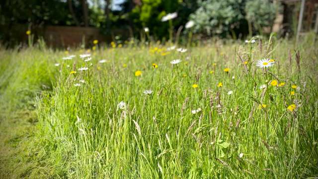 One Mississauga homeowner recently won his fight against the city to grow a pollinator-friendly yard.