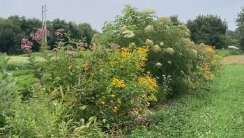 One gardener shared their incredible natural fence, which also served as a hub for pollinators, on Reddit.