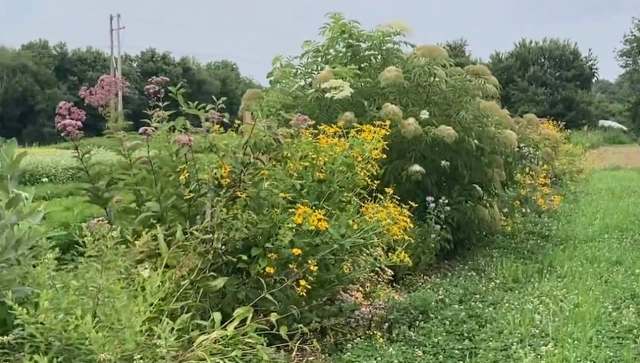 One gardener shared their incredible natural fence, which also served as a hub for pollinators, on Reddit.