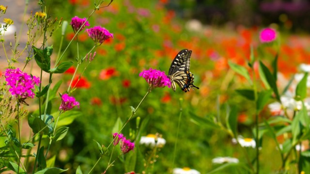 A family in Ontario sustained loss and heartache after claiming their lawn was destroyed by the City of Burlington.