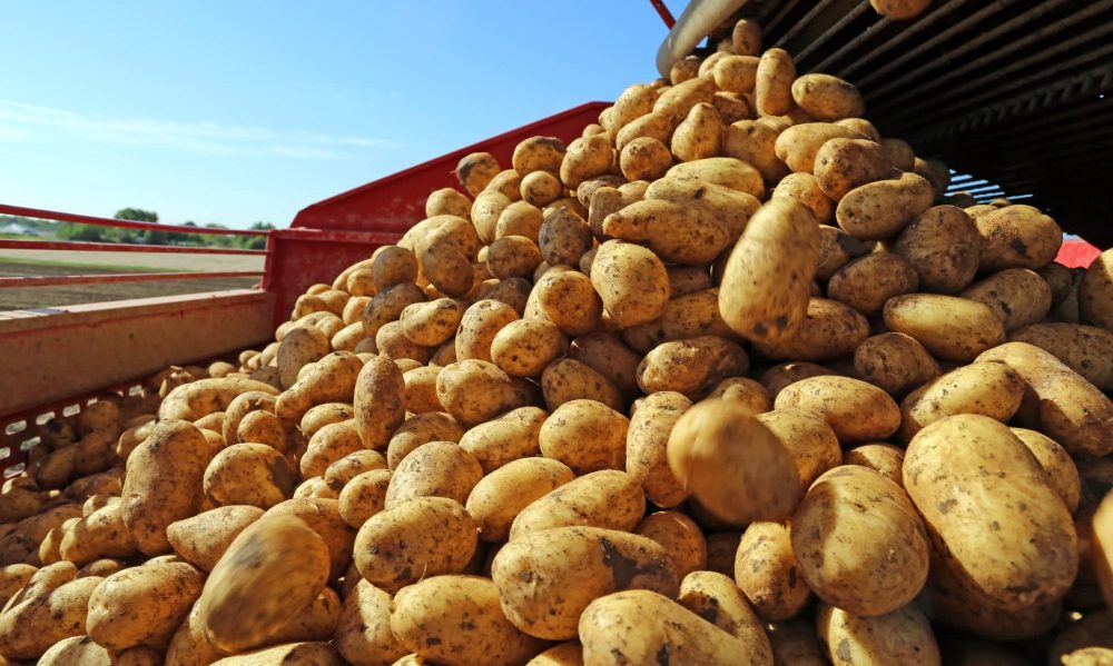 Farmers face shocking pushback after giving away millions of potatoes for free: 'The great potato rescue'