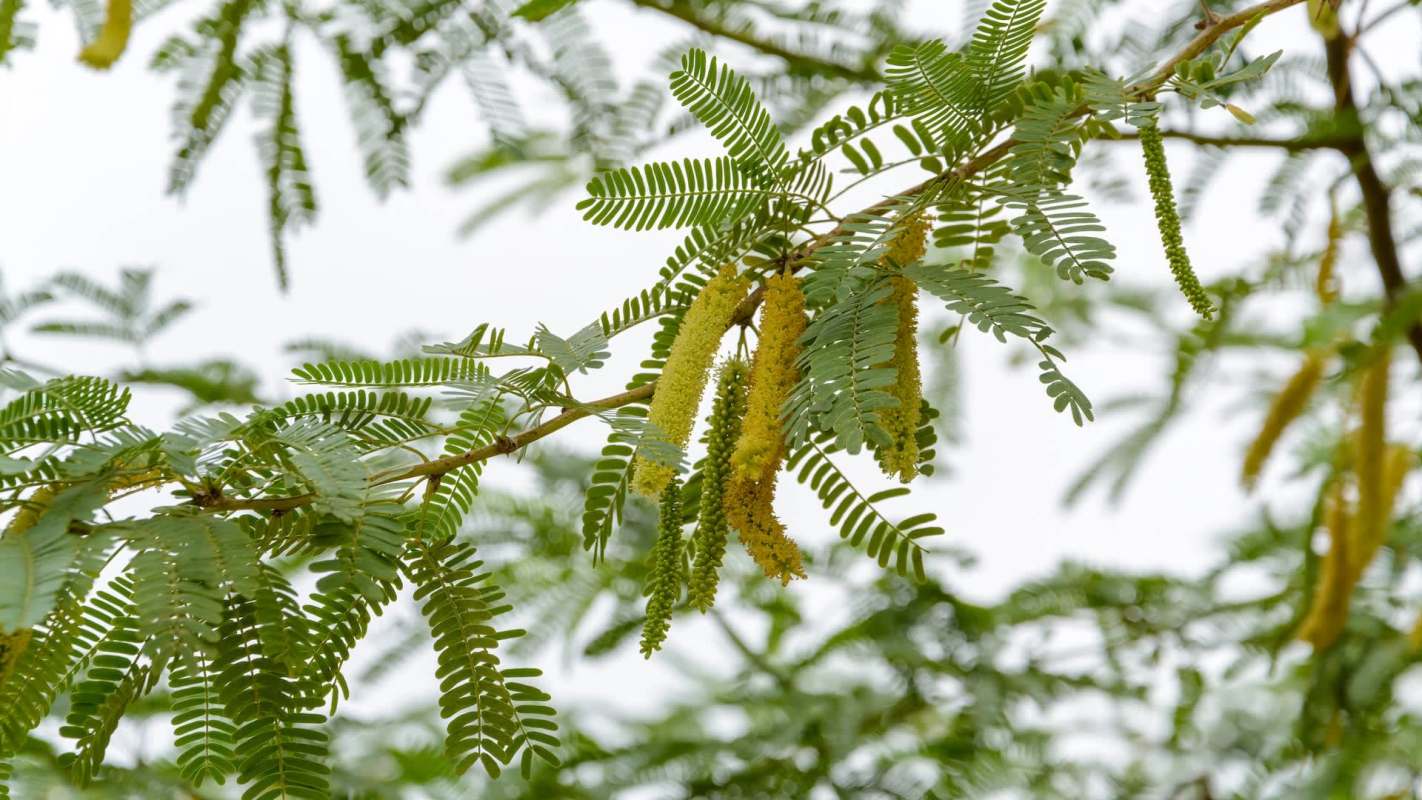 Officials and residents in Tamil Nadu are struggling against an invasive species of tree, prosopis juliflora, that's draining water from local lakes.