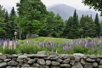 Scientists in Indiana are battling an invasive plant that has been spreading aggressively along rivers and marshes: the purple loosestrife.