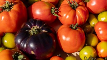 A plump, plum-colored tomato might be making a splash in Australian supermarkets soon.