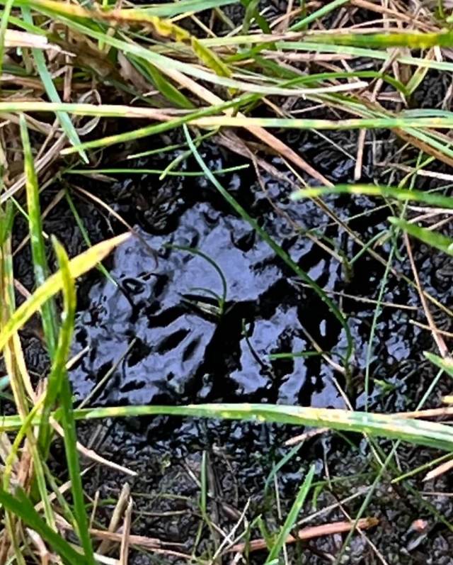 One Redditor was stumped by the menacing black slime growing on their lawn — luckily, the r/gardening community had answers.