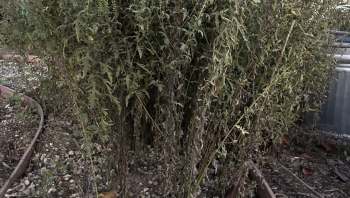 If you've ever gone to war with ragweed, you'll want to check out this gardening advice.