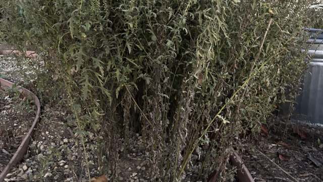 If you've ever gone to war with ragweed, you'll want to check out this gardening advice.