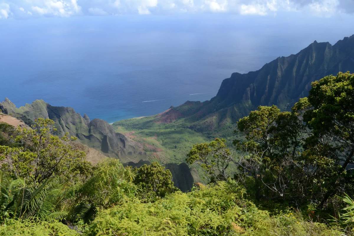 The very hungry caterpillar plaguing Hawai'i isn't a beloved children's book protagonist — it's a voracious invasive species threatening the islands' economy and ecosystems.