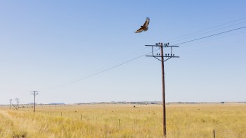 Power lines stretched across wilderness areas are electrocuting raptors at alarming rates.
