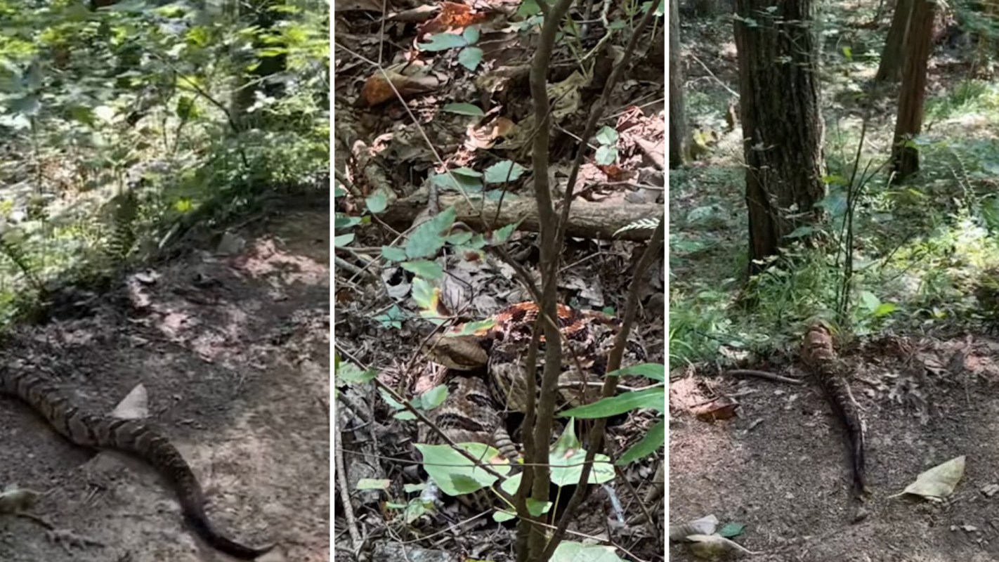 David Graves, a hiker in Central Alabama, had one such encounter when he ran into a massive rattlesnake slithering across the trail he was on in Oak Mountain Park.
