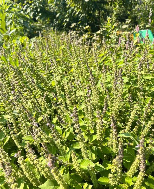 Gardening as an ongoing practice and the related community of people I have met through it has kept me alive through the last half decade.