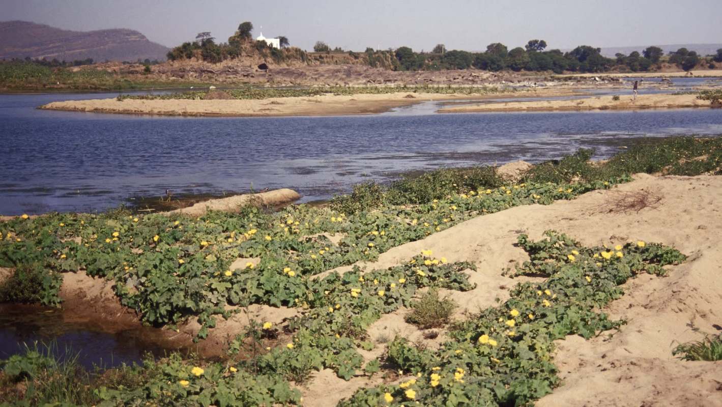 Reintroducing native water buffalo to Madhya Pradesh could help populations of other endangered or at-risk creatures thrive.