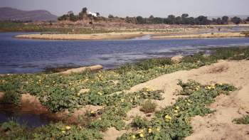 Reintroducing native water buffalo to Madhya Pradesh could help populations of other endangered or at-risk creatures thrive.