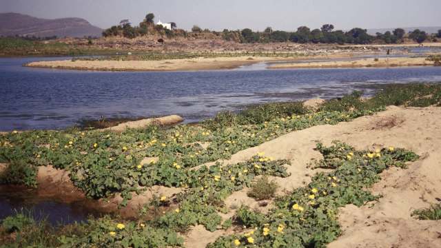 Reintroducing native water buffalo to Madhya Pradesh could help populations of other endangered or at-risk creatures thrive.