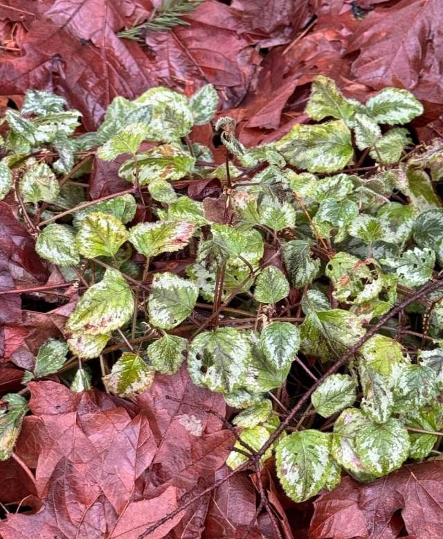 One Reddit user asked for help getting rid of English ivy, and several others offered advice on how to do it naturally.