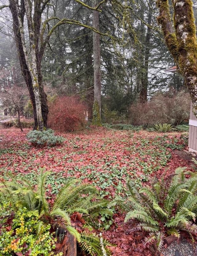 One Reddit user asked for help getting rid of English ivy, and several others offered advice on how to do it naturally.