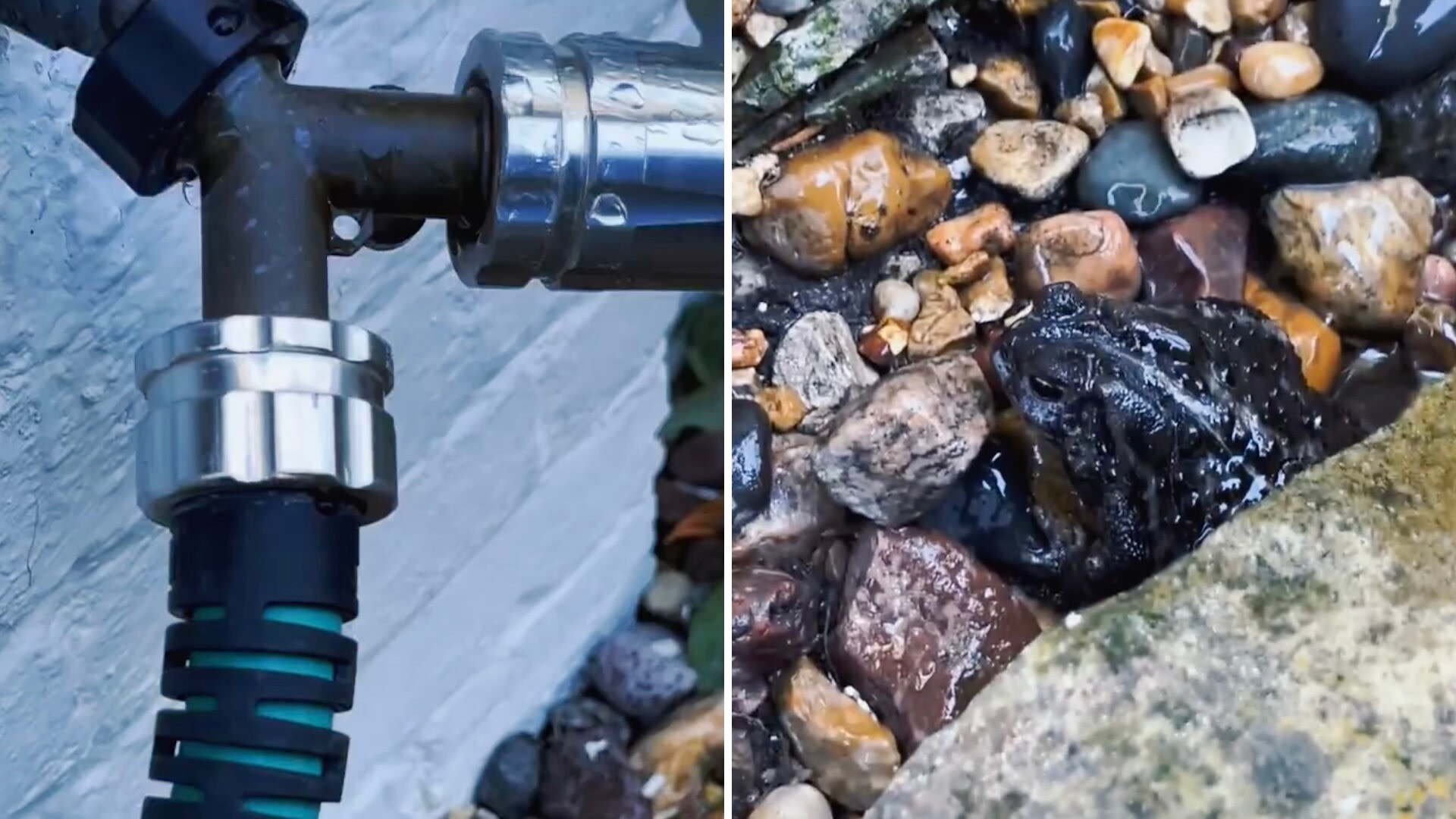 Gardener captures video of unexpected visitor hiding in backyard: 'Sometimes it's just the little things"