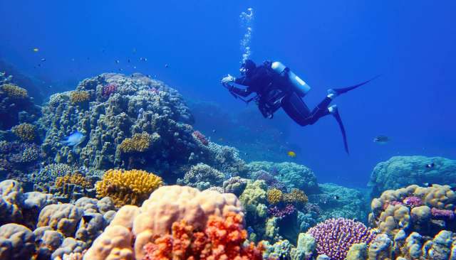 A rare, otherworldly-looking ribbonfish has been spotted on the coast of California.
