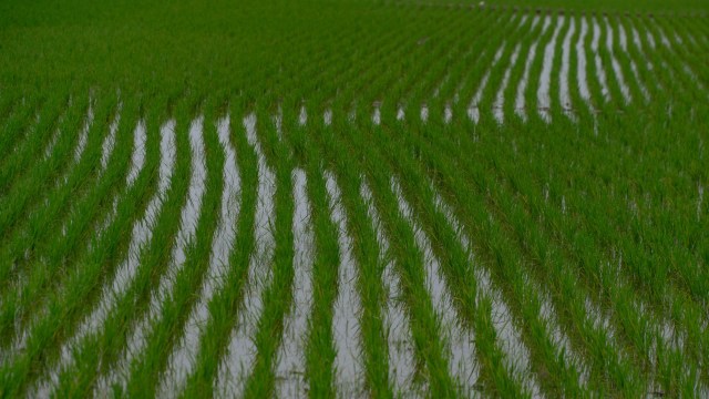 Extreme flooding has put three Indonesian provinces — Aceh, North Sumatra, and West Sumatra — at risk of rice crop failure.