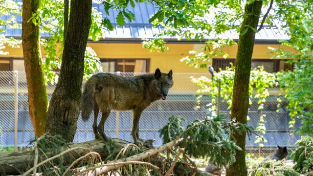 Parks Canada has issued a 'Wolves in Area' Warning for the Pacific Rim National Park Reserve, temporarily closing the former Gold Mine trail and the Wickaninnish Dunes to the public.