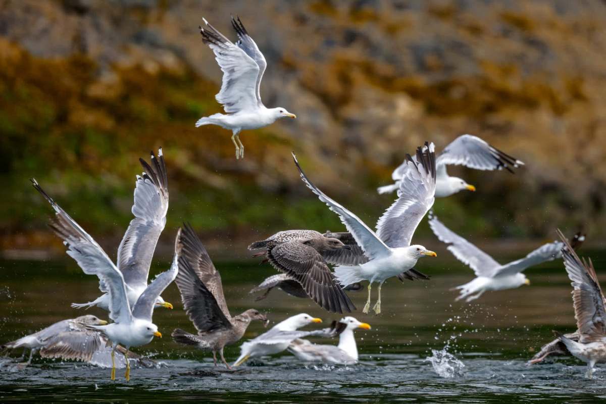 Researchers found that everyday environmental pollutants can cause seabird mitochondrial dysfunction.