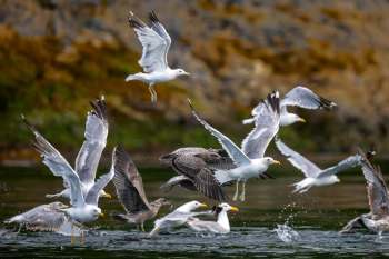 Researchers found that everyday environmental pollutants can cause seabird mitochondrial dysfunction.