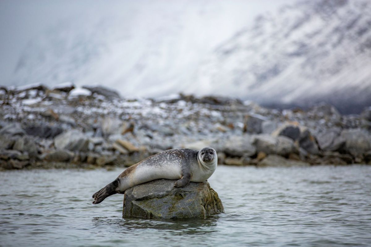 A study found that toxins may pose health risks to Arctic ringed seals amid climate change affecting the animals' habitats and diets.