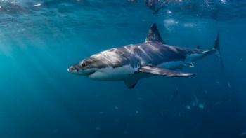 Police officers made a risky shark rescue after the animal was spotted struggling to free itself from a harmful fishing line off the coast of Florida.