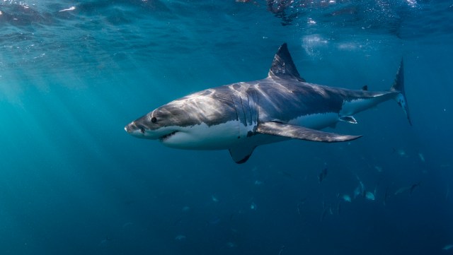 Police officers made a risky shark rescue after the animal was spotted struggling to free itself from a harmful fishing line off the coast of Florida.