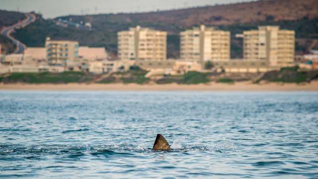 One man suffered minor injuries after a shark attack, the latest in a string of incidents off the coast of Australia.