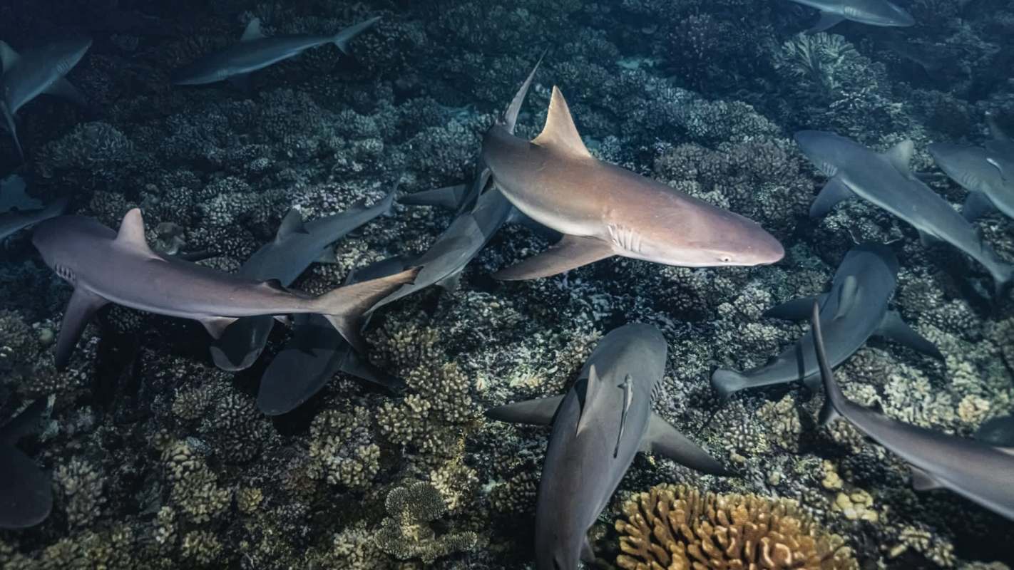 Residents of New South Wales, Australia, were put on high alert after four shark incidents over a 48-hour period.
