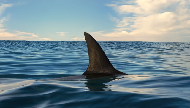Coogee Beach in Sydney, Australia, was briefly shut down after several swimmers reported seeing a bull shark.