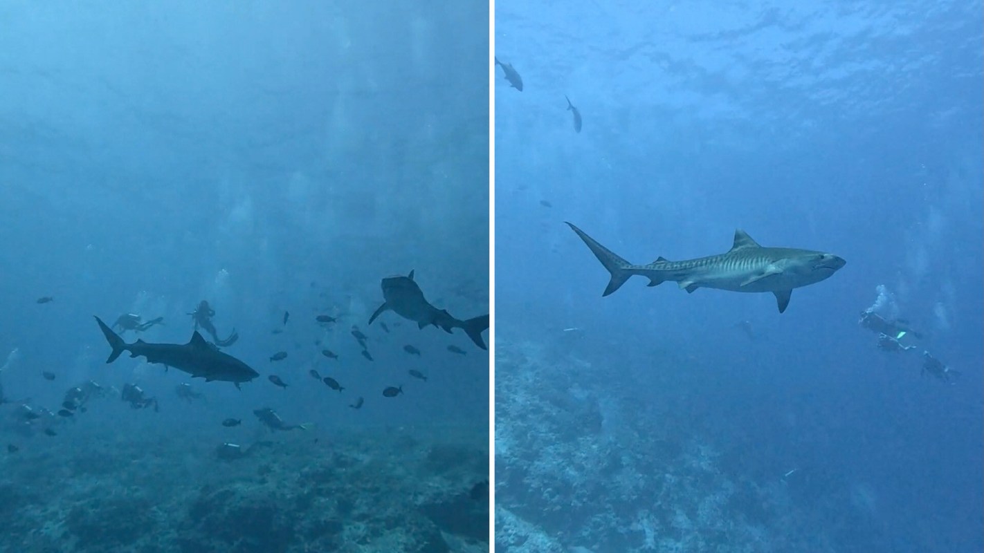 The funny title highlights the fact that this environment is the sharks’ natural habitat, and the humans are the ones out of place.