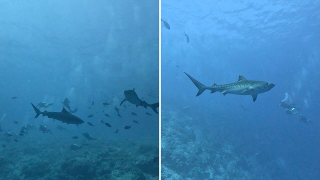 The funny title highlights the fact that this environment is the sharks’ natural habitat, and the humans are the ones out of place.