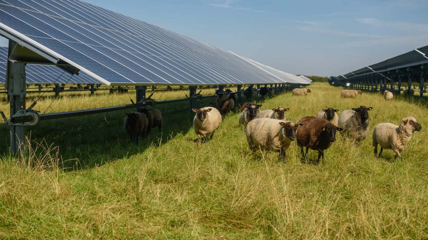Sheep grazers are helping provide energy stability in the United Kingdom while benefiting from free solar farming.