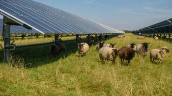 Sheep grazers are helping provide energy stability in the United Kingdom while benefiting from free solar farming.