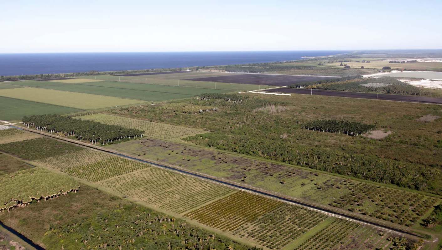 The short-spined thrip, an invasive insect from Asia, has been wreaking havoc on Florida's crops since 2020.