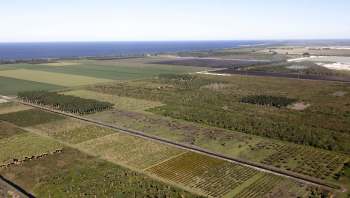 The short-spined thrip, an invasive insect from Asia, has been wreaking havoc on Florida's crops since 2020.