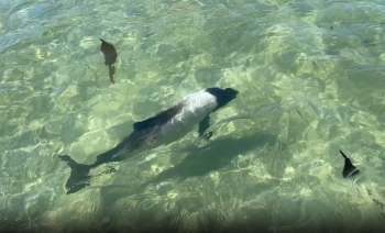 A tourist kept their camera rolling after spotting not one but four Commerson's dolphins, or skunk dolphins.