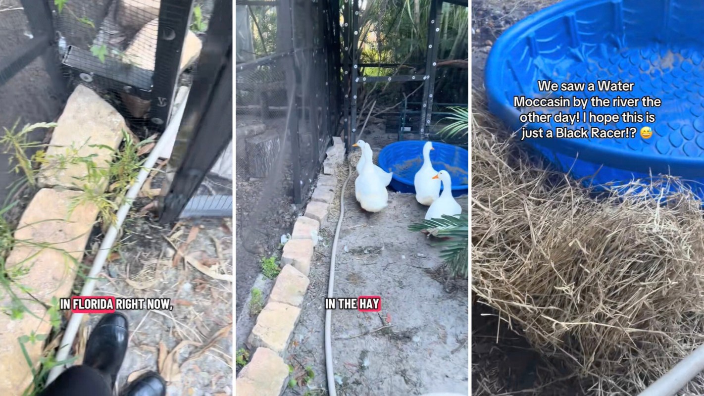 A Florida resident captured footage of a massive black racer snake curled up in her backyard, where her poultry may have been at risk.