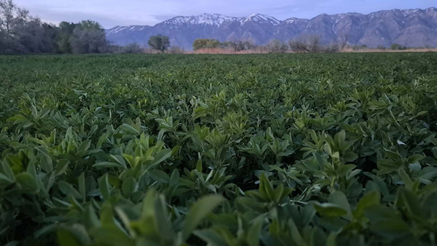 A snow drought in Colorado is creating uncertainty for local farmers who rely on water-needy crops such as alfalfa.