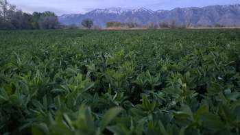 A snow drought in Colorado is creating uncertainty for local farmers who rely on water-needy crops such as alfalfa.